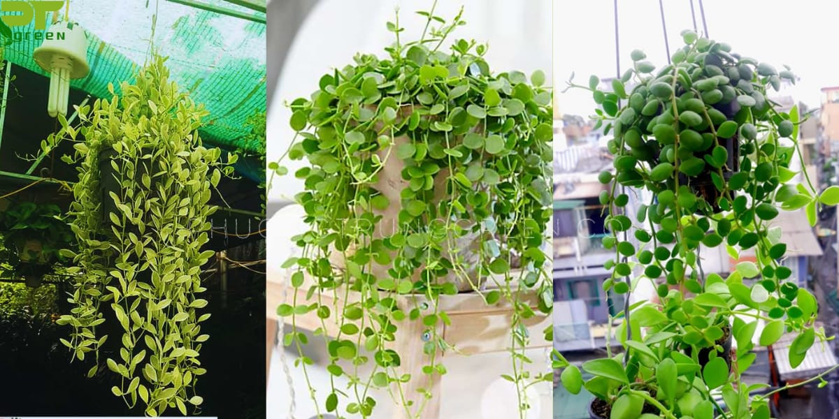 Cây đô la trang trí không gian sống và mang lại tài lộc