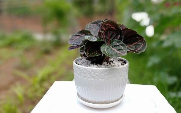 Cây đuôi công thân thảo với lá xanh đậm và hoa văn độc đáo, chiều cao 25-70cm.