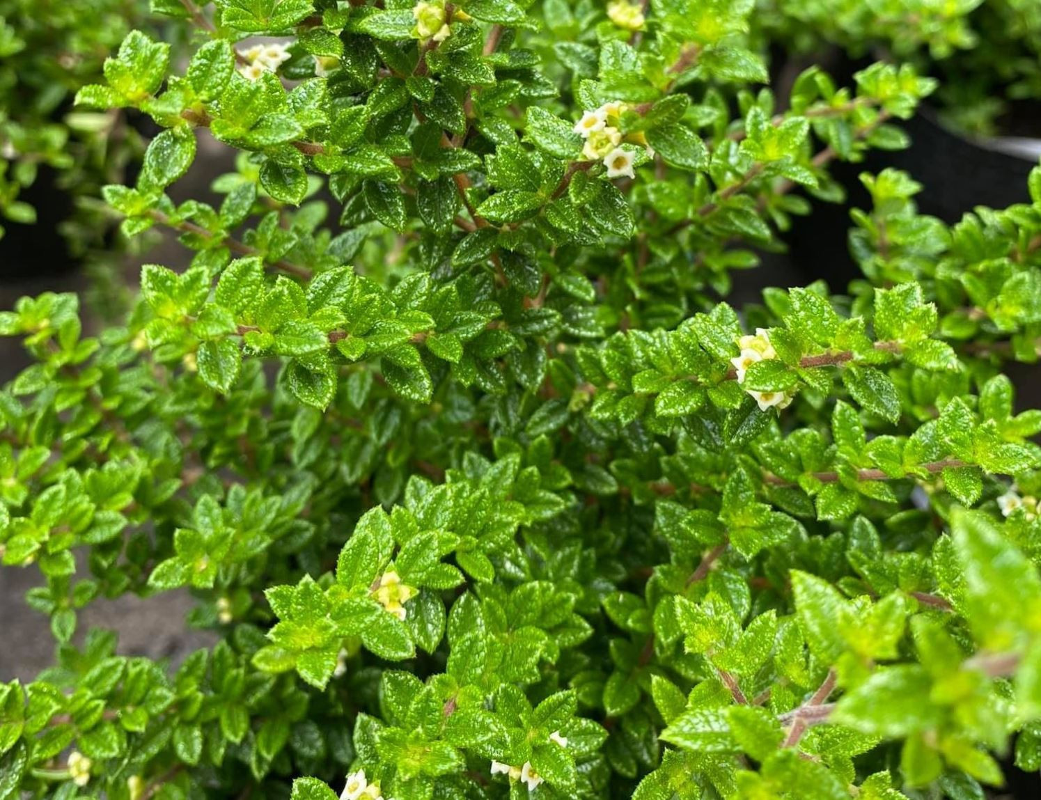 Cây Hàm Hương có nguồn gốc từ Caribe với vẻ đẹp thanh tao
