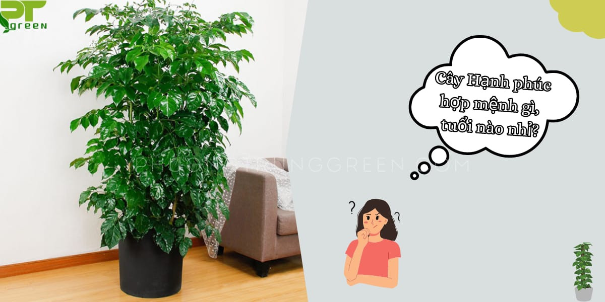 Cây hạnh phúc mang ý nghĩa phong thủy tốt lành cho gia đạo
