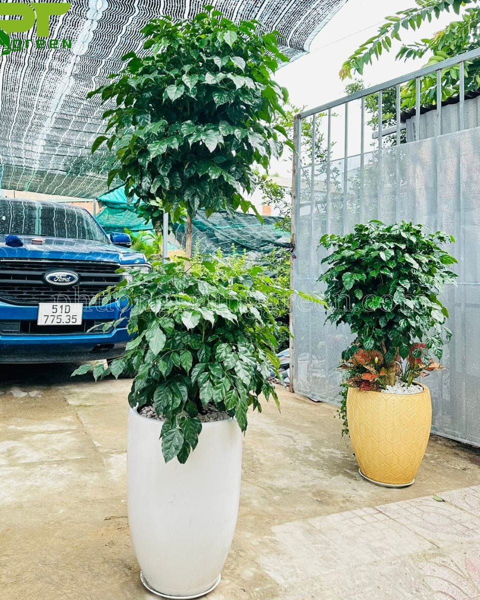 Cây hạnh phúc thân gỗ với cấu trúc nhiều tầng lá
