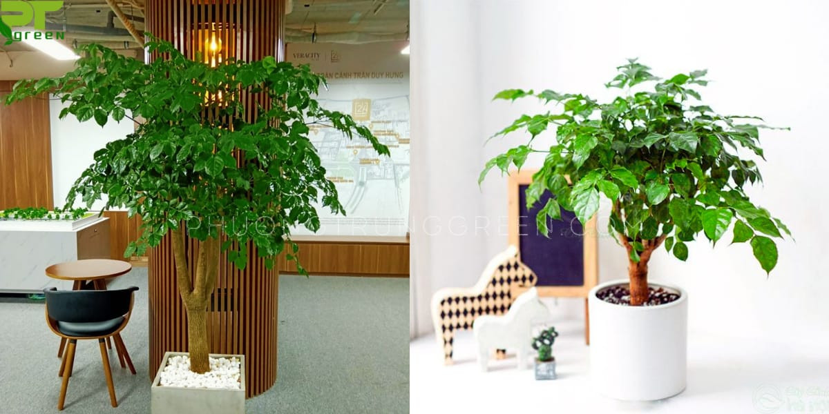 Cây hạnh phúc trang trí không gian sống, tạo cảm giác thư thái