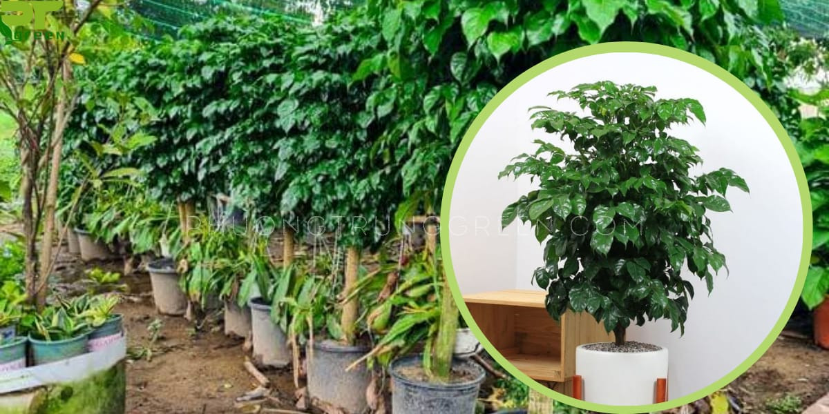 Cây hạnh phúc với tán lá xanh mướt, mang vẻ đẹp tự nhiên