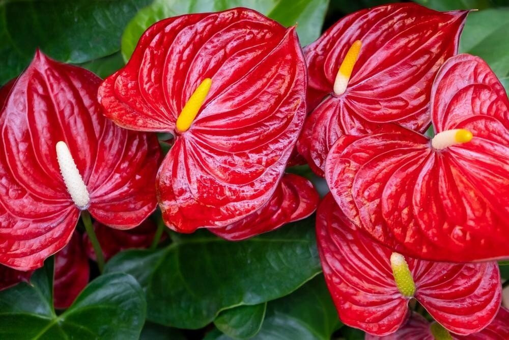 Cây Hồng Môn Đỏ trong nhà giúp điều hòa khí phong thủy, thu hút tài lộc cho gia chủ.