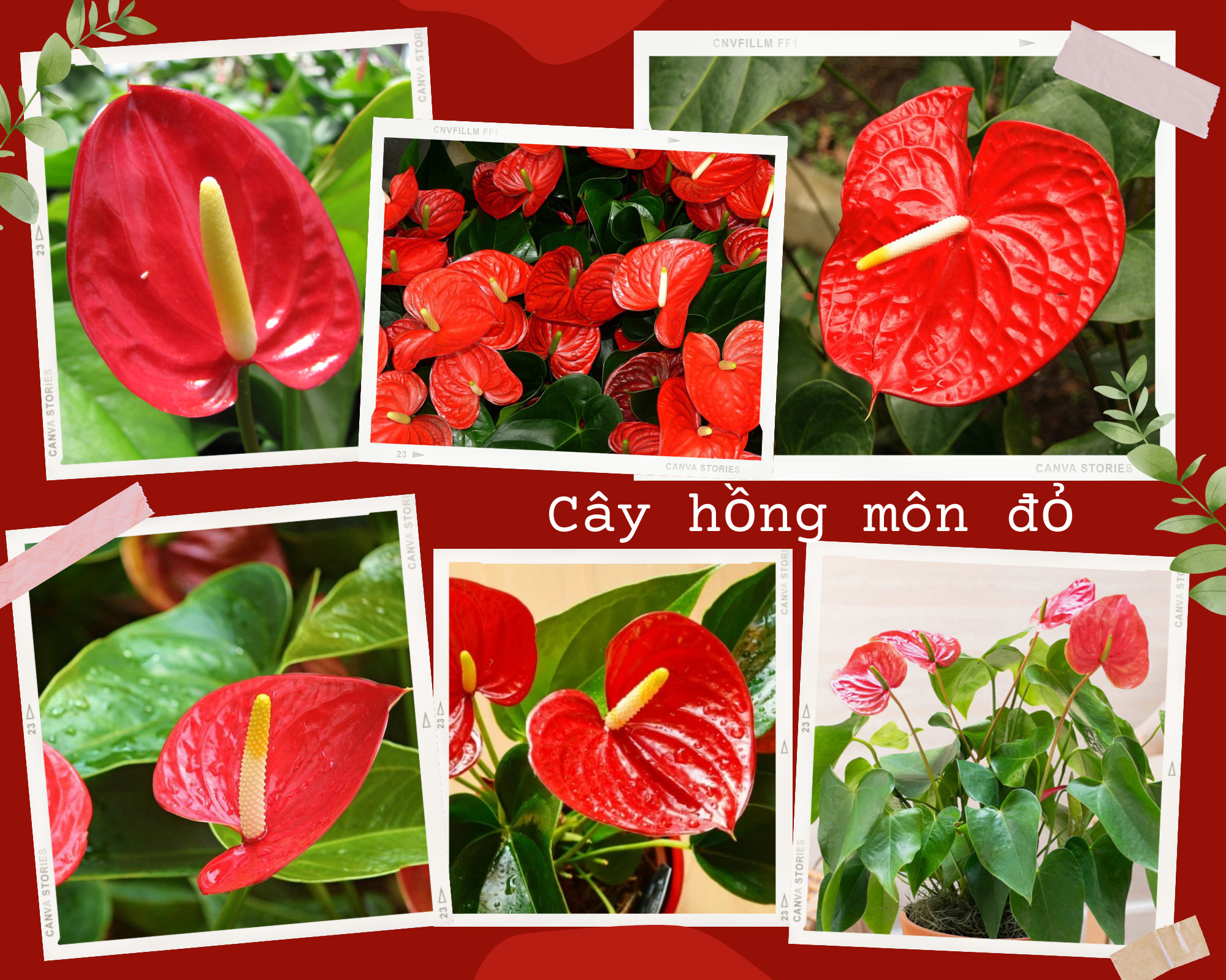Cây Hồng Môn Đỏ với màu sắc tươi tắn, thích hợp để trang trí và hợp phong thủy.