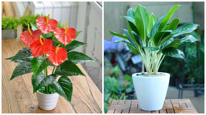 Cây hồng môn mang ý nghĩa thu hút tài lộc, phù hợp với người tuổi Tỵ