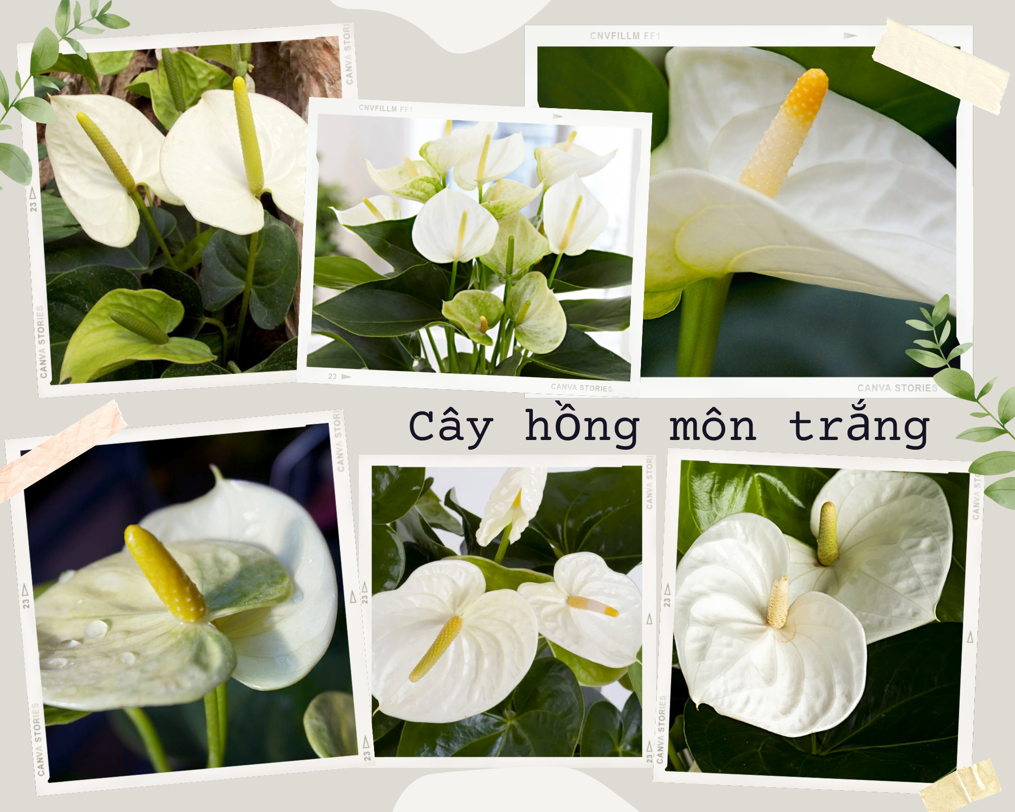 Cây hồng môn trắng biểu tượng của sự tinh khiết và thịnh vượng