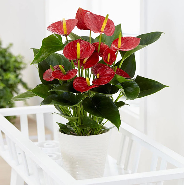 Cây hồng môn với lá xanh và hoa đỏ rực rỡ