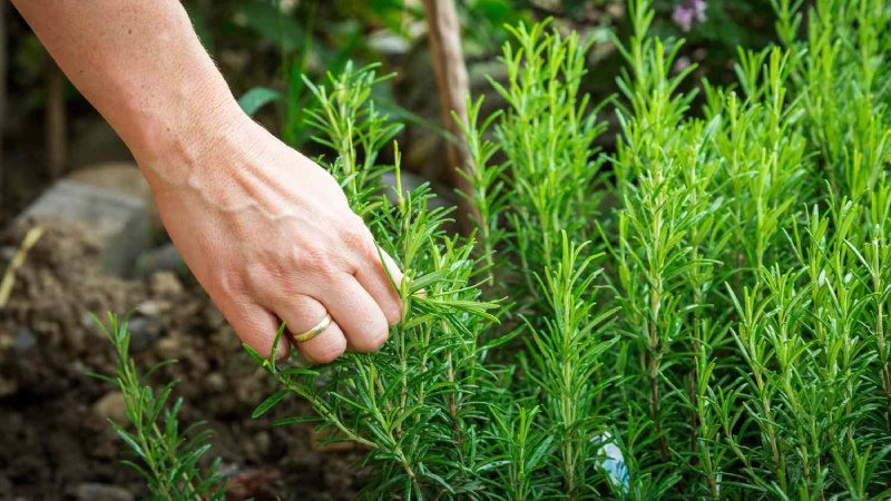 Cây hương thảo xanh tốt thể hiện ý nghĩa phong thủy tốt lành
