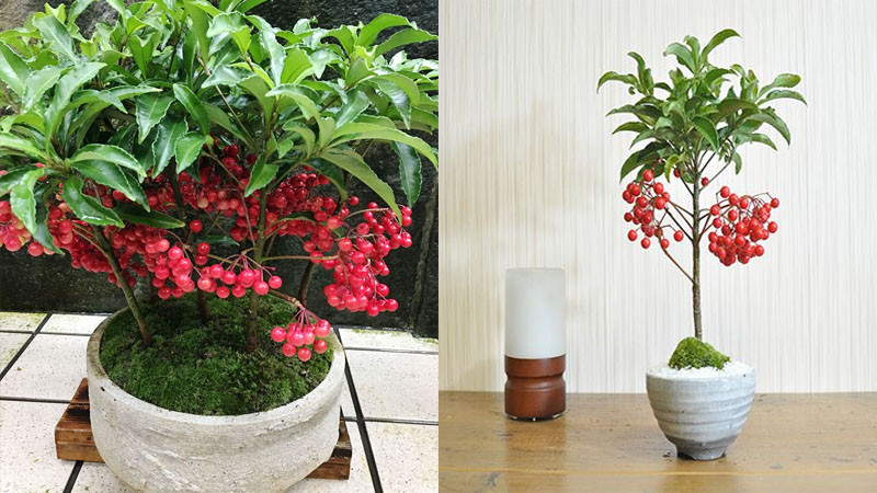 Cây kim ngân lượng trang trí dịp Tết mang ý nghĩa may mắn, biểu tượng cho sự phú quý và an lành.
