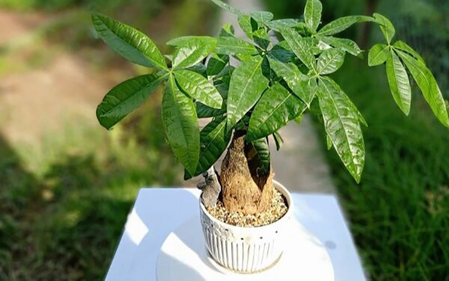 Cây kim ngân phong thủy biểu tượng cho sự thịnh vượng và tài lộc dồi dào