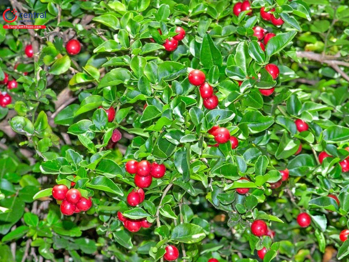 Cây kim quýt Triphasia trifolia