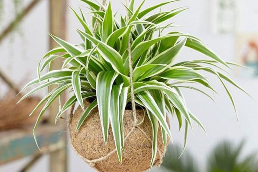Cây lan chi được trồng phổ biến tại ban công gia đình