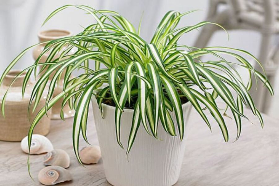 Cây lan chi rất thích hợp với người mệnh Kim và mệnh Thủy