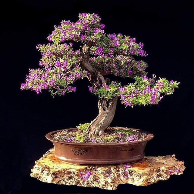 Cây linh sam bonsai được tạo dáng nghệ thuật, trang trí không gian sống