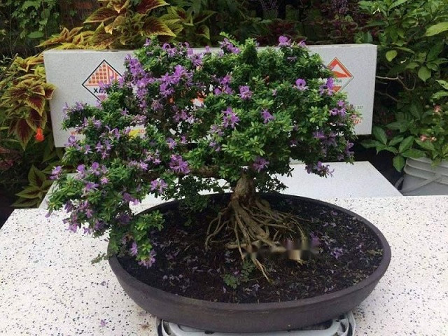 Cây linh sam đại thụ sừng sững, biểu tượng cho sức sống mãnh liệt và may mắn