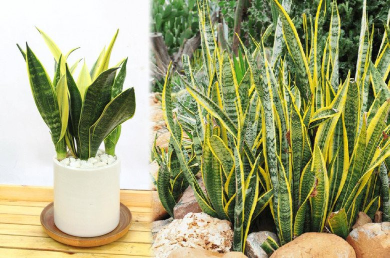 Cây lưỡi hổ lá xanh viền vàng tượng trưng cho may mắn