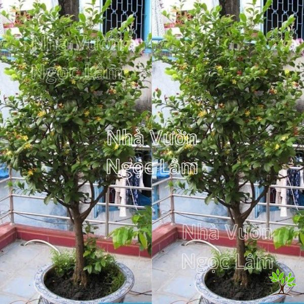 Cây mai tứ quý với những bông hoa vàng rực rỡ và đài hoa đỏ thắm