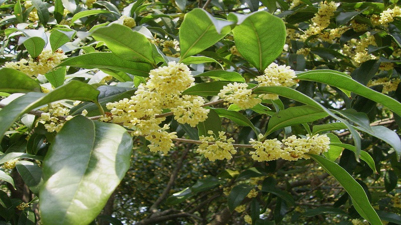 Cây mộc hương có hoa trắng