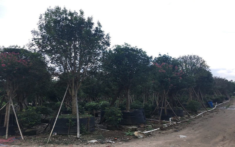 Cây mộc hương mang ý nghĩa phong thủy tốt lành