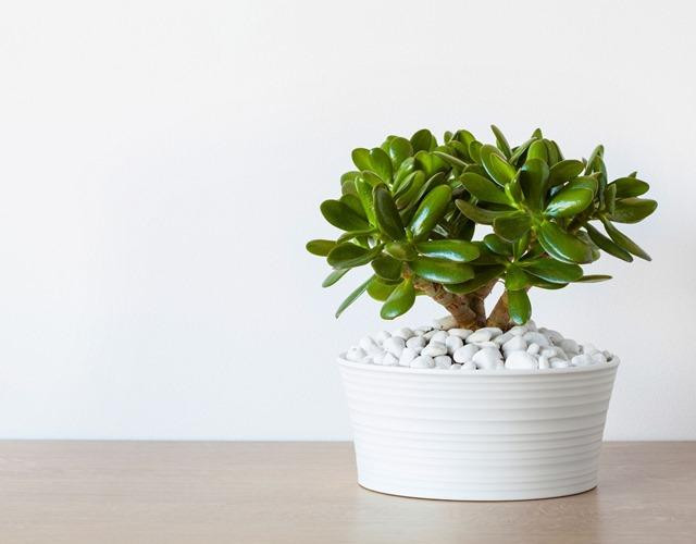 Cây ngọc bích bonsai dáng phong thủy đẹp