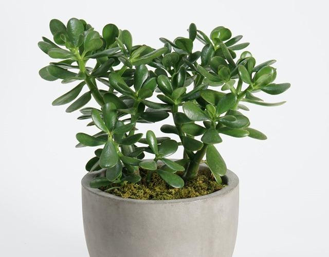 Cây ngọc bích non xanh mướt