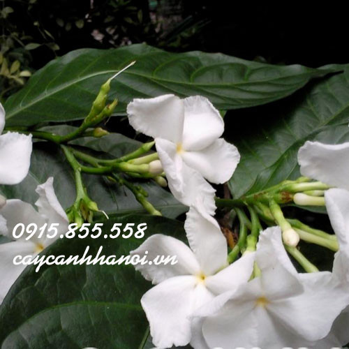 Cây ngọc bút trắng tinh khôi mang lại vượng khí cho gia chủ