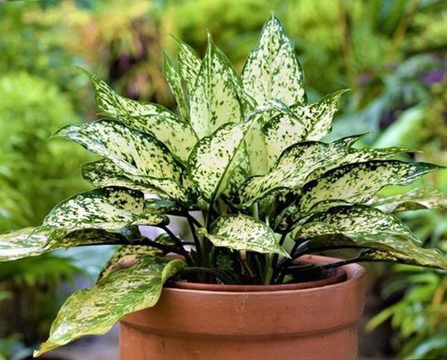 Cây ngọc ngân trong chậu đất phù hợp với người mệnh Kim, mang lại tài lộc