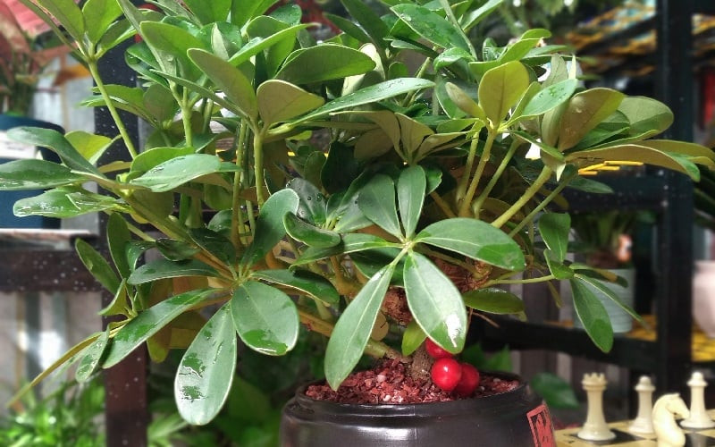 Cây ngũ gia bì xanh tốt, biểu tượng của sự sống và phong thủy may mắn