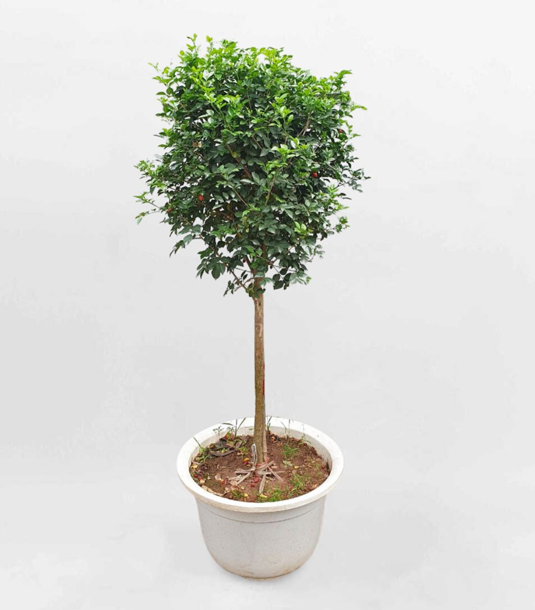 Cây nguyệt quế hợp mệnh gì trong phong thủy, mang lại may mắn cho gia chủ