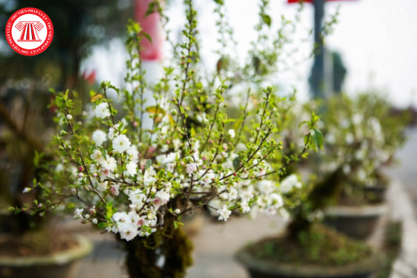 Cây nhất chi mai với hoa trắng tinh khôi