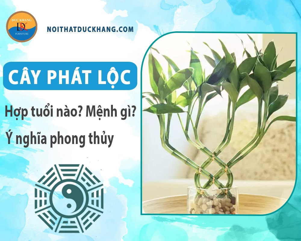 Cây phát lộc đặt trên bàn gỗ