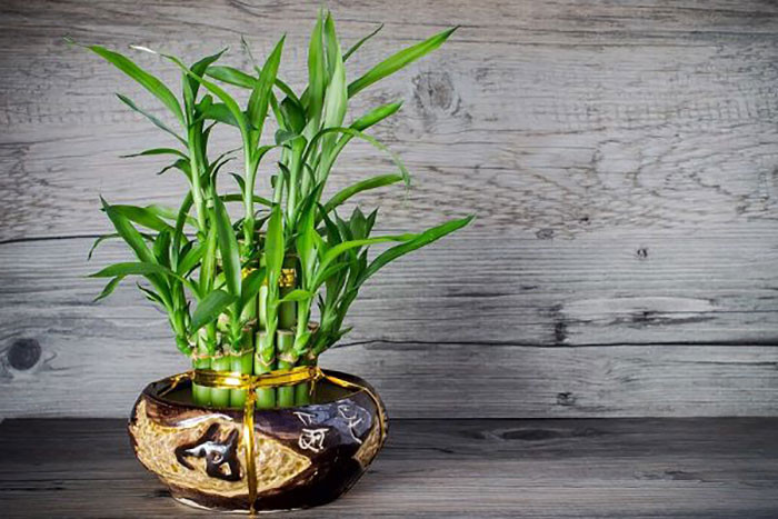 Cây phát lộc nhỏ trang trí bàn làm việc, hợp với nhiều bản mệnh