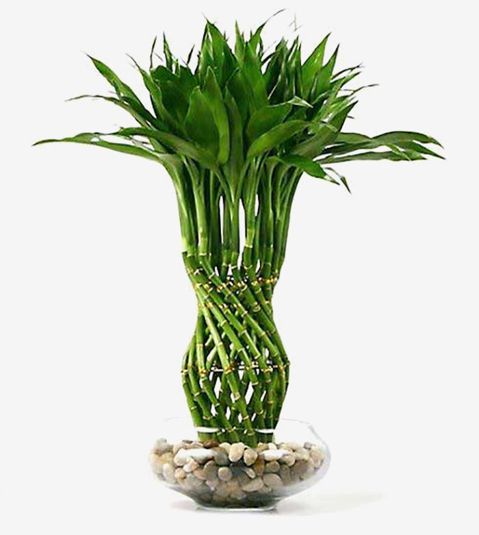 Cây phát lộc thủy sinh được sắp đặt đẹp mắt trong chậu để bàn