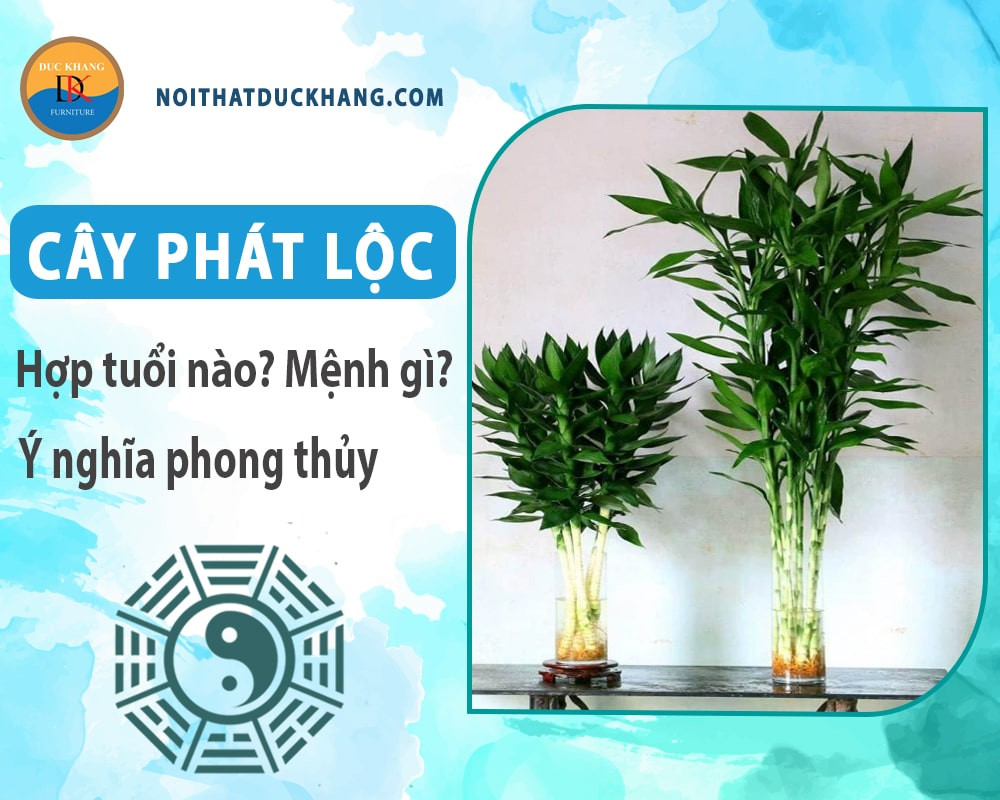 Cây phát lộc trên kệ trang trí
