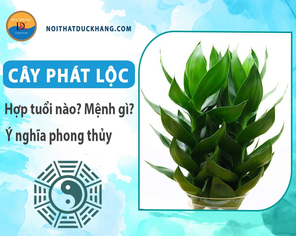 Cây phát lộc trong chậu cảnh