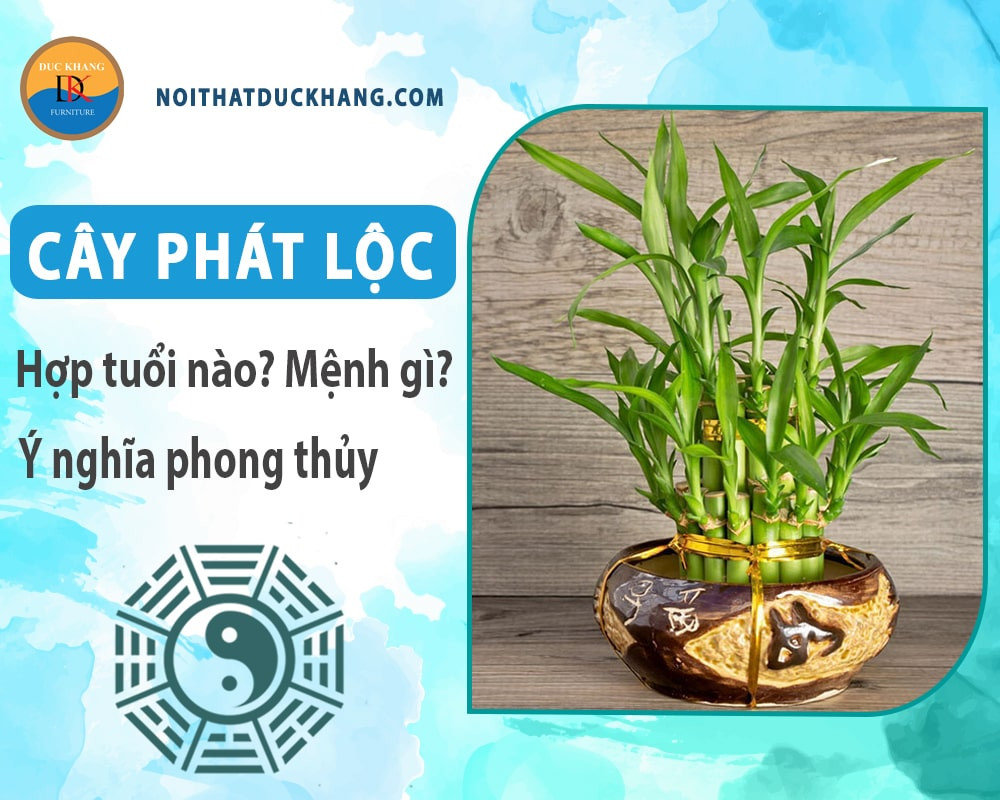 Cây phát lộc trong chậu gốm
