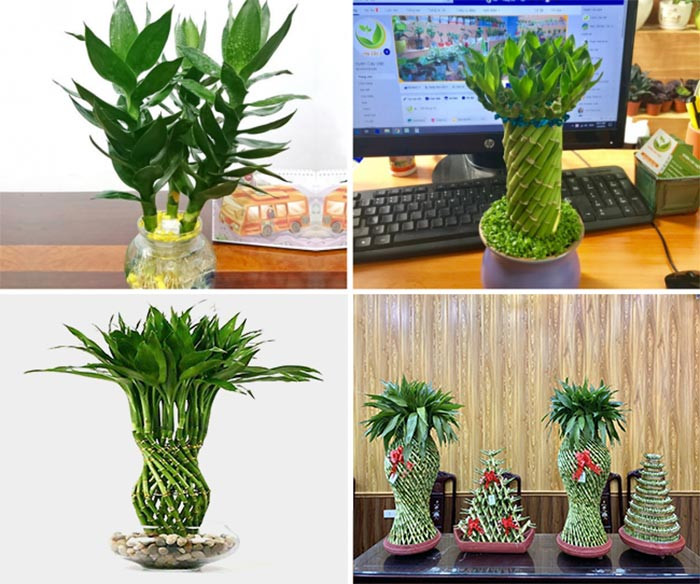 Cây phát lộc xanh tốt, biểu tượng của may mắn và tài lộc