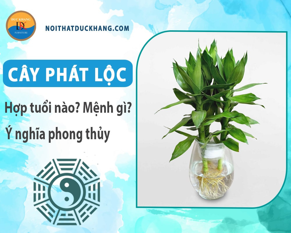 Cây phát lộc xanh tốt