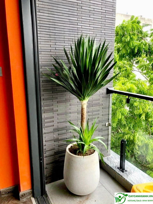 Cây phát tài núi không độc hại nhưng cần cẩn trọng với trẻ nhỏ và vật nuôi