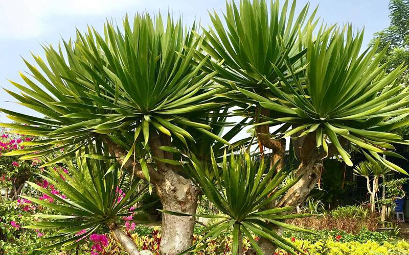 Cây phát tài núi phát triển mạnh mẽ trong chậu