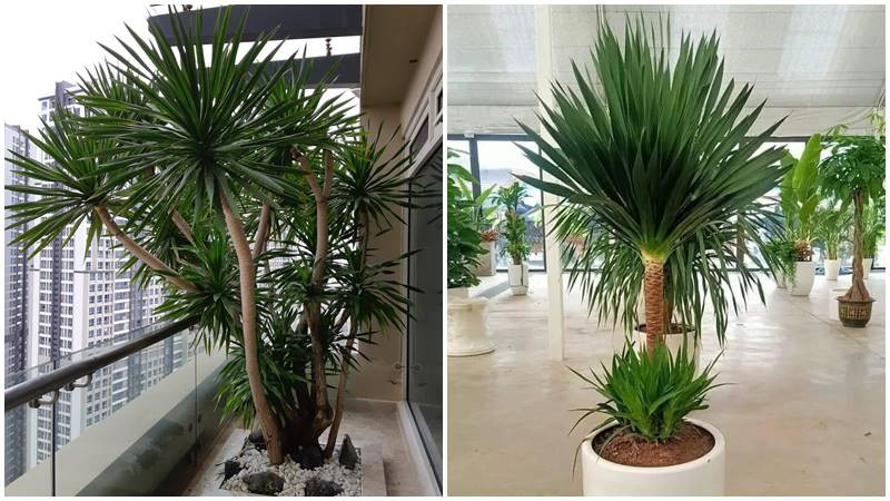 Cây phát tài núi sum suê, tượng trưng cho sự thịnh vượng