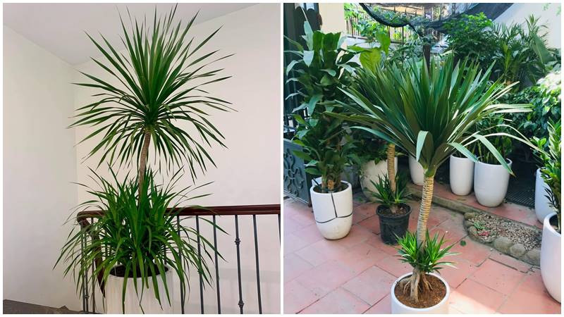 Cây phát tài núi xanh tốt trong chậu, biểu tượng của sự may mắn