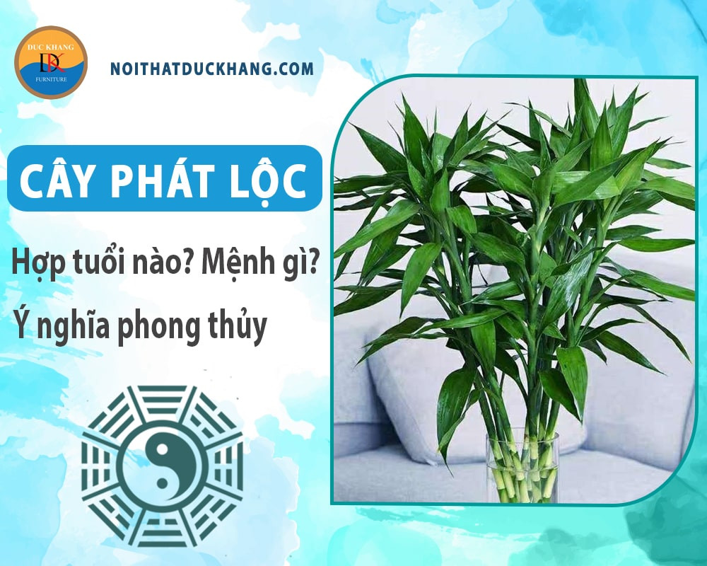Cây phát tài phát lộc được trồng thủy sinh