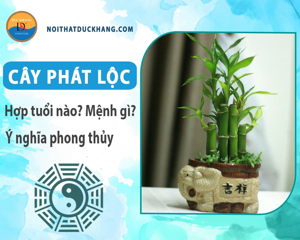 Cây phát tài phát lộc nở hoa trắng hiếm gặp