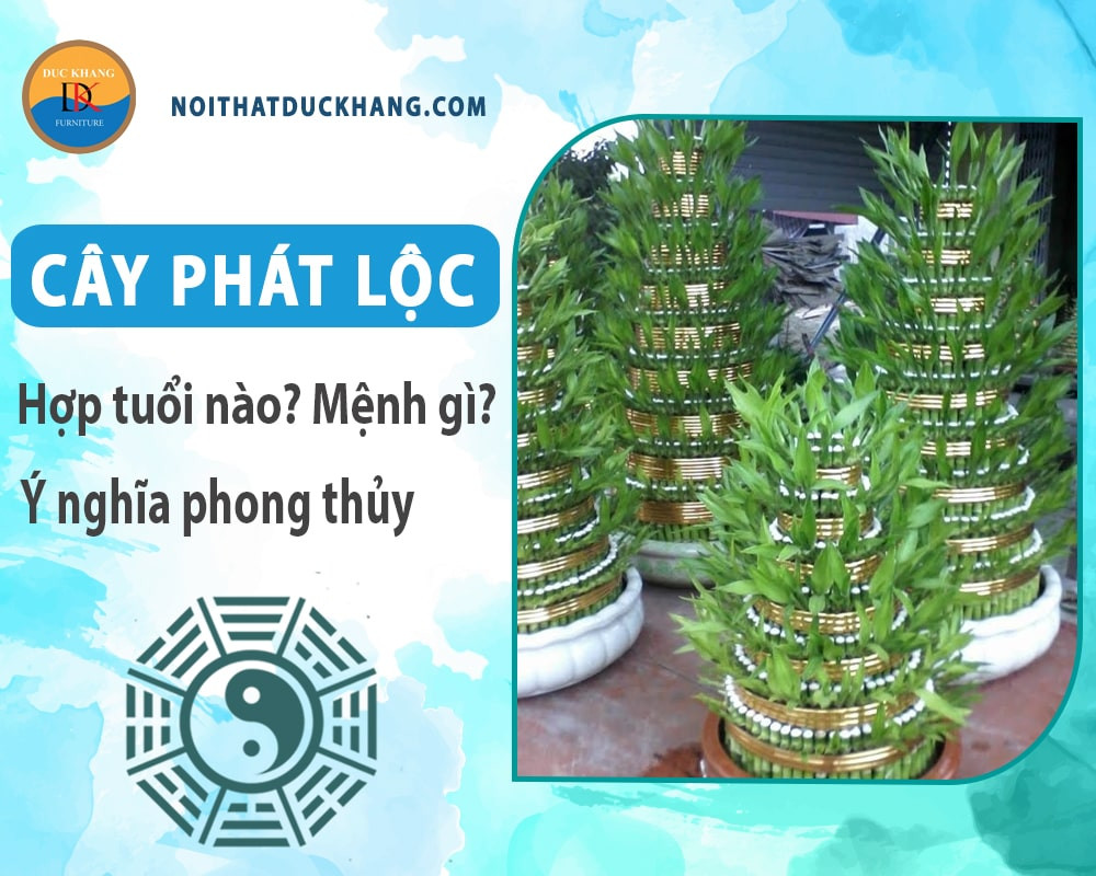 Cây phát tài phát lộc trang trí không gian