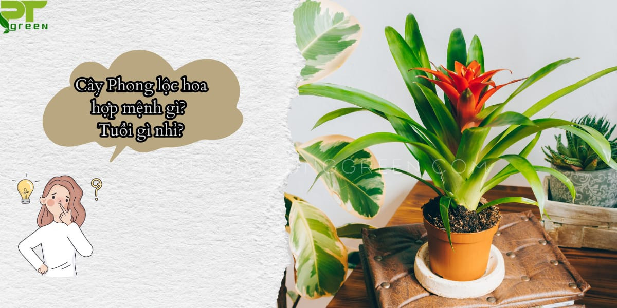 Cây phong lộc hoa hợp mệnh gì