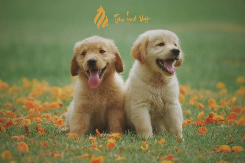 Cây phong thủy hợp tuổi Nhâm Tuất