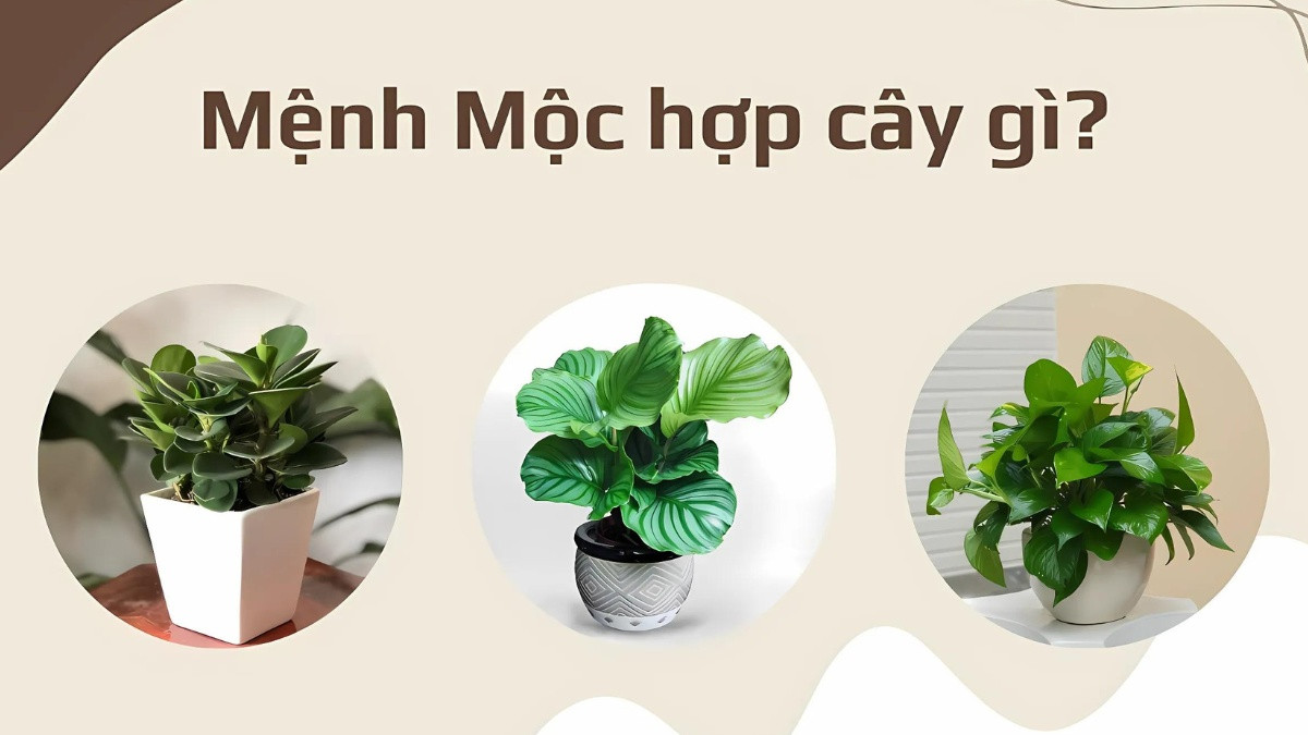 cây phong thủy hợp với mệnh mộc