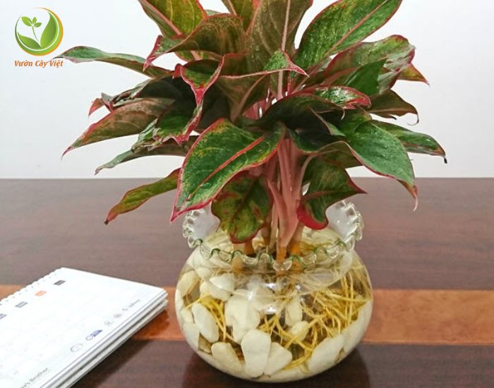 Cây Phú Quý trồng thủy sinh với bộ rễ trắng ngà